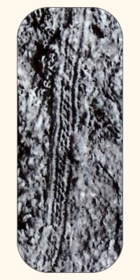Image du galon d'Oseberg original